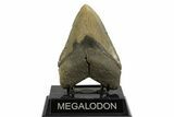 Fossil Megalodon Tooth - North Carolina #328248-2